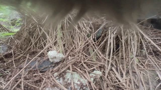 Cat adventures, first test, Insta360 Go 2