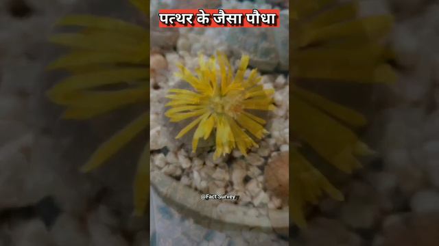 पत्थर के जैसा दिखने वाला पौधा | Lithops #ytshort #short #flower