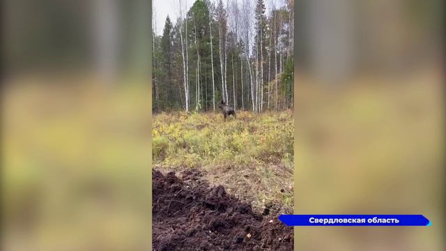 В Свердловской области из грязевой ямы вытащили лося