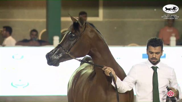 N 127 ORIANNAA   The 13th Makkah International Region Championship   Mares 7 9 Years Old Class 5