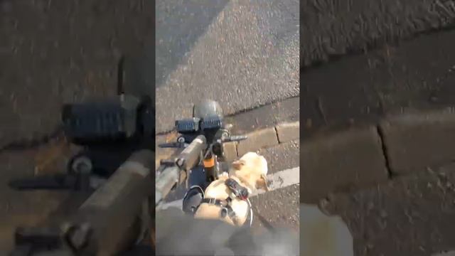 Французский бульдог на электросамокате ультрон т11 плюс городские улицы