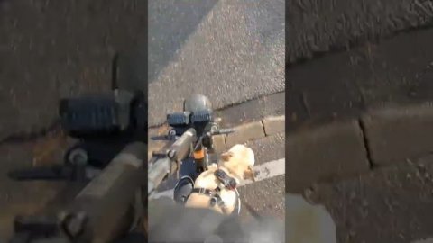 Французский бульдог на электросамокате ультрон т11 плюс городские улицы