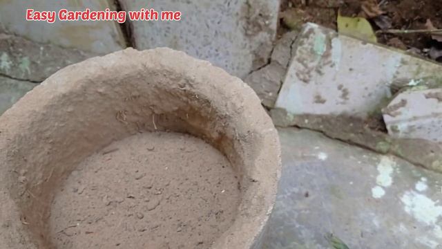 Gazania Plant 🌼 कैसे और कब लगाकर कैसे देखभाल करें🎋How to Grow and Care Gazania Plant #youtubechanne