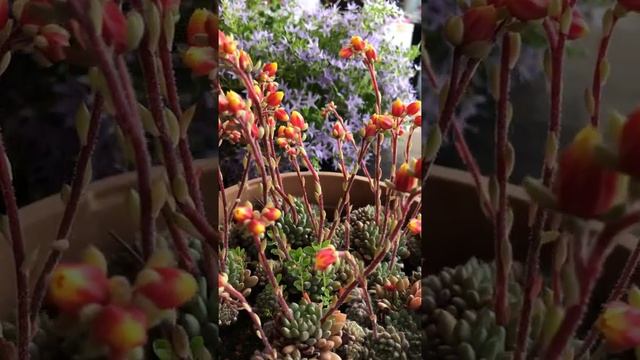 Echeveria setosa  Meksika Havai Fişek echeveria succulent short shorts shortvideo
