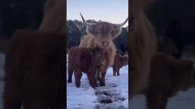 Шотландские высокогорные коровы.