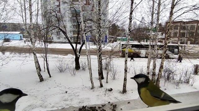 Снегири. Гости из леса.