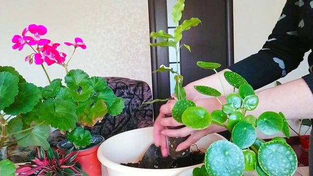 Комнатные цветы - воскресеные хлопоты/Indoor flowers