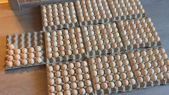 ЧЕШСКОЕ ЯЙЦО РОСС308. НЕОПЛОД