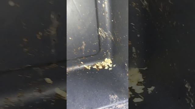Черная львинка. Начало!!!