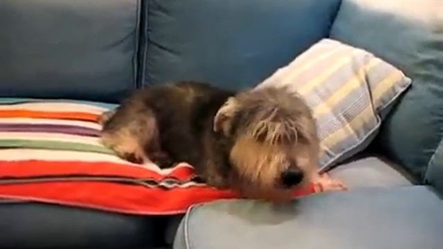 Собака любит чихать