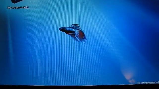 Windows 7 Acer One Netbook