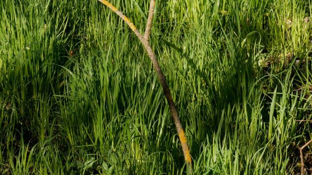 Пеночка Теньковка 170504 3 у Тупикина колодца 17