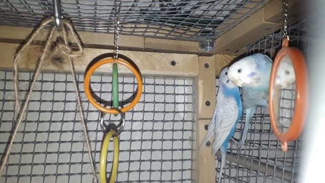 Птенцу волнистого попугая 26 дней.