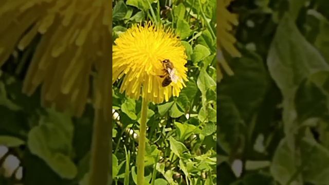 Пчёлка в деле