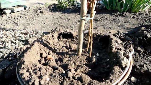 Хурма Результат Первой Зимовки