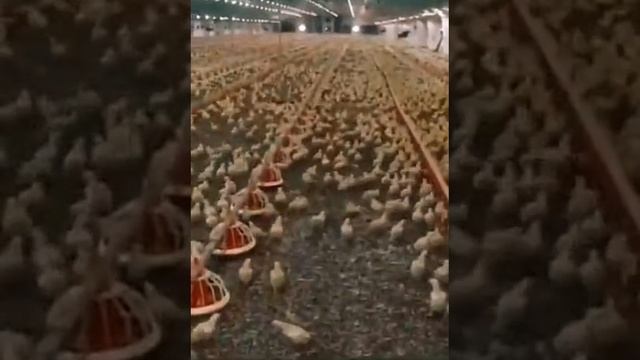 Вот эта послушность зашкаливает?