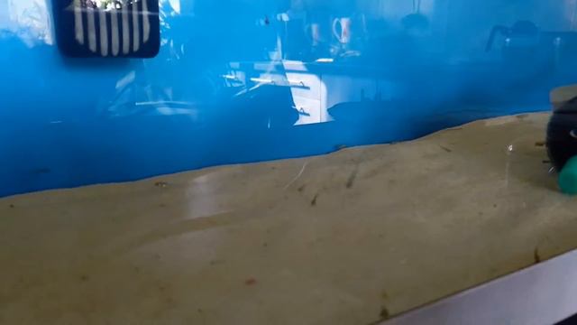 Личинки золотых рыбок превращаются в мальков