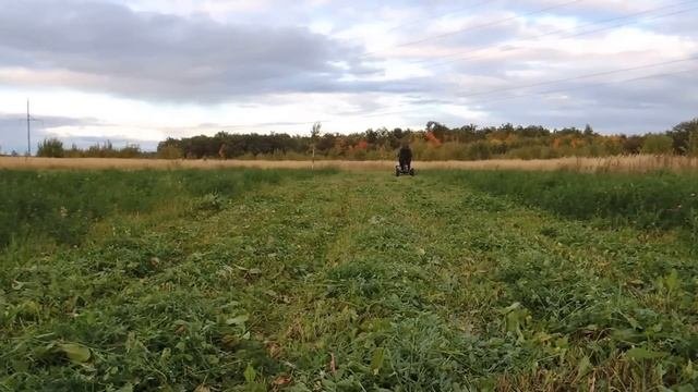 Третий покос на мотоблоке НЕВА с адаптером