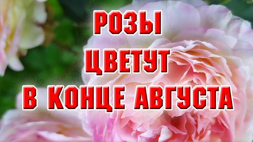 Розы в цвету