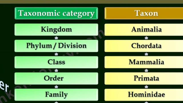 Plus One Zoology- Living World , Taxonomic category