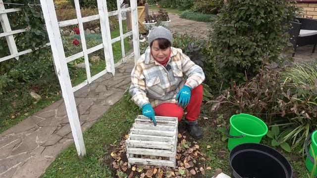 Три рабочих способа укрытия на зиму саженцев роз. Перезимуют  - 100%!