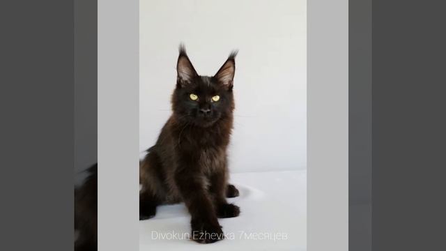 Ежевика Divokun Ezhevika чёрная кошка мейн-кун в 7 месяцев
