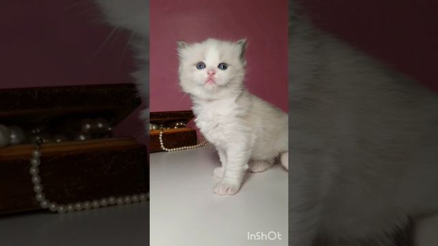 Алиса в стране чудес и лев (Alice in Wonderland). В главной роли Рэгдолл (Ragdoll)