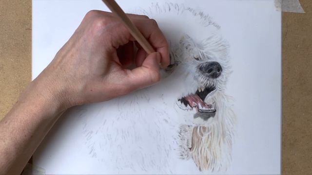 How to draw White Fur in Colored Pencil on Drafting Film