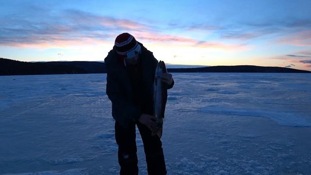 Alaska.Сюрприз на рыбалке.Её глаза смотрели на меня в молчании...