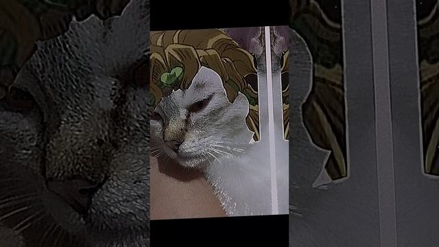 Этот кот когда то жил со мной