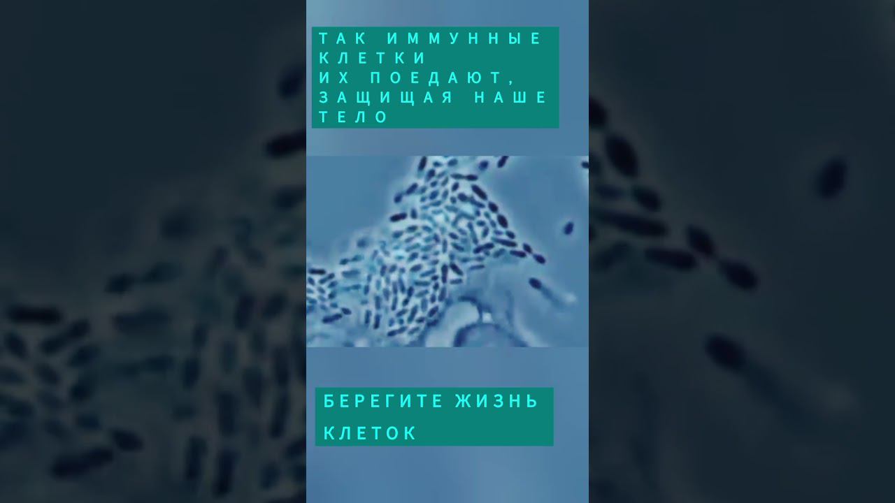 Если мы не видим клетки, это не значит, что их нет.Бактерии и иммунитет. #иммунитет #здоровьедетей