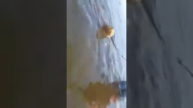 Толик плавает в речке
