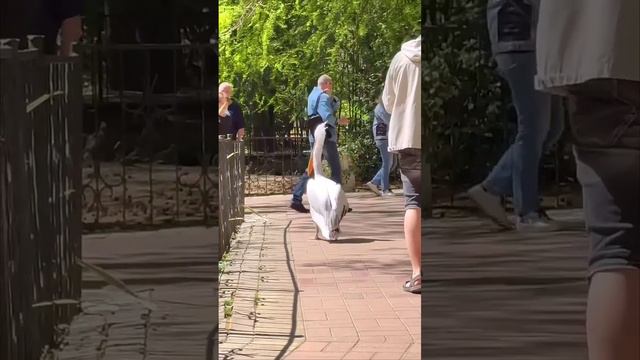 В Сочинском ДЕНДРОПАРКЕ встречает гостей пеликан 🤩🌴🧭🚸👍