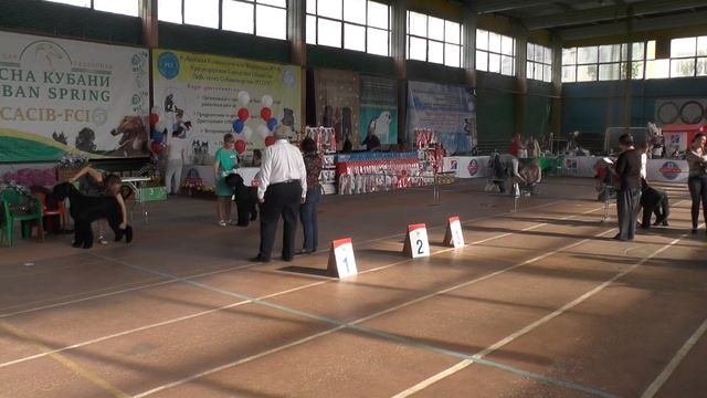 International Dog Show (CACIB) Krasnodar 24.04.16 Ризеншнауцеры