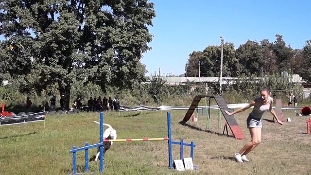 Ксеня и далматин Варя / Аджилити