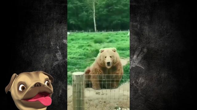 Мои милые пушистики и милашки!Смешные Кошки Приколы с Кошками и Собаками #22