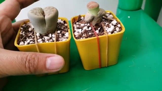 MUST WATCH! How To Plant LITHOPS For Beginners