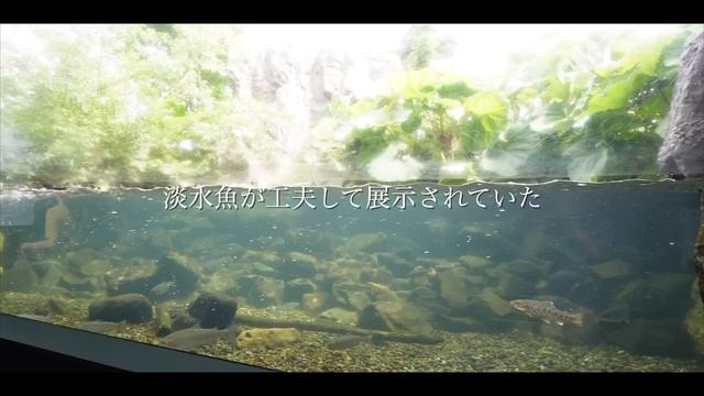 【北海道】道東旅最終日。北きつねと魚に癒されるまったり車中泊旅。