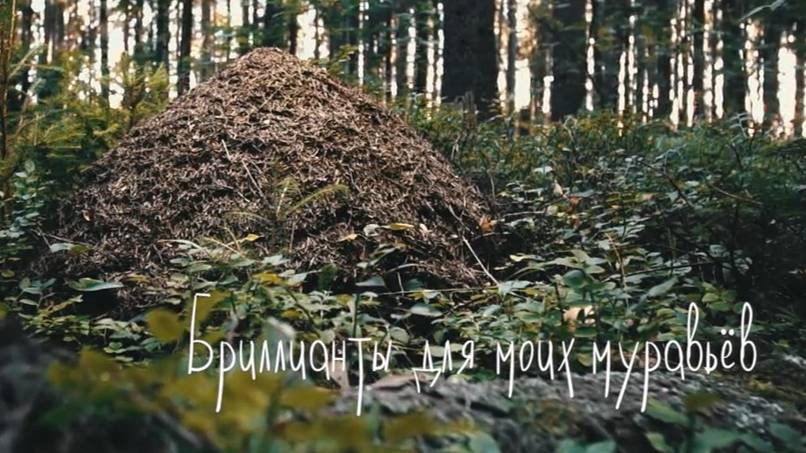 Бриллианты для моих муравьев. Документальный фильм