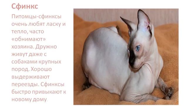 САМЫЕ УМНЫЕ ПОРОДЫ КОШЕК