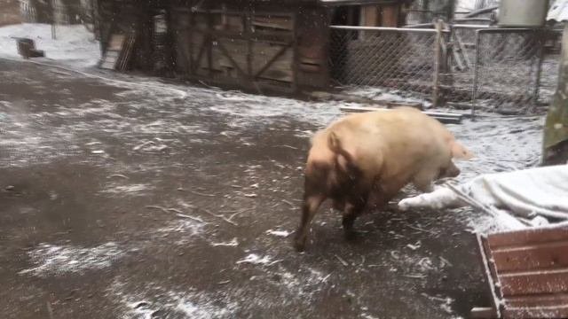 ЭКСПЕРИМЕНТ ПРОДОЛЖАЕТСЯ. выгул поросной свиноматки.