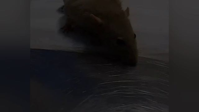 Бронхопневмания у крысы
