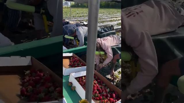 Так выглядит сбор ягод на полях Арканзаса (США)