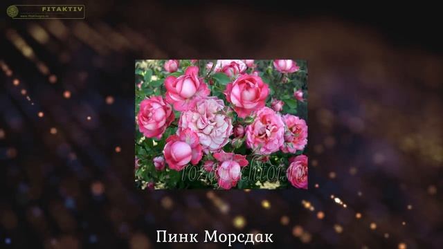 Сорта роз из каталога Весна 2021. rozapochtoi.ru