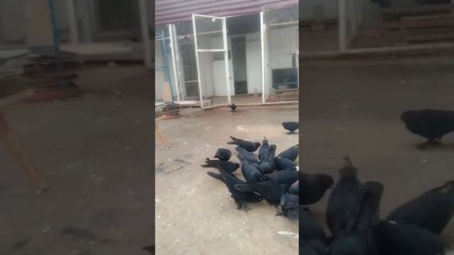 ГолубиБухары Бухарские Клуб АмириПредставитель Клуба Амири Амон Хаджа Tauben Pigeons!!!