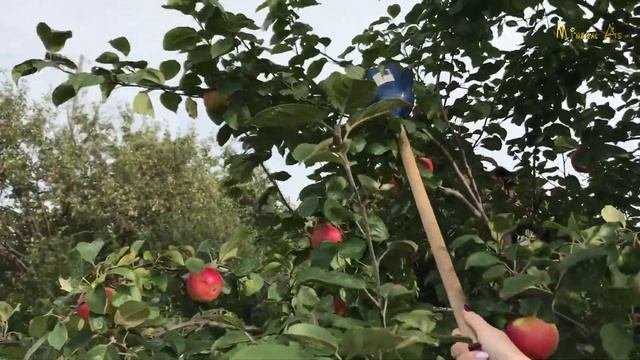 Приспособление для сбора яблокгрушорехов.Плодосборник.Счастья полные штаны :