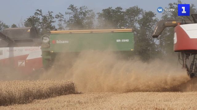 На Дону собрали почти 2,6 млн тонн зерновых и зернобобовых культур