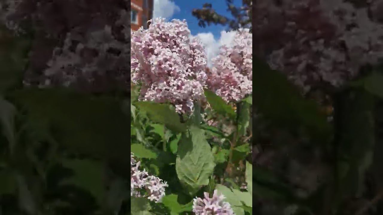 ВЕНГЕРСКАЯ СИРЕНЬ. КРАСОТА ВЕНГЕРСКОЙ СИРЕНИ. HUNGARIAN LILAC. THE BEAUTY OF HUNGARIAN LILAC#shorts