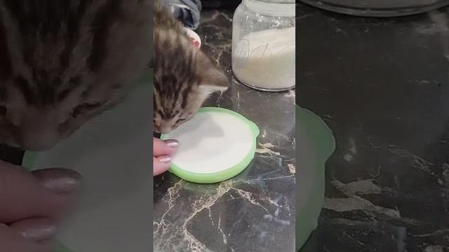 1000036775.mp4 милый котик пьёт молочко