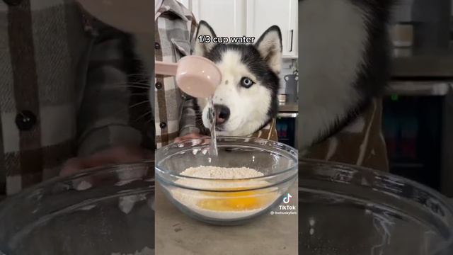 homemade chicken noodle soup for your dogs